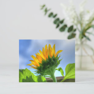 Zonnebloem Briefkaart
