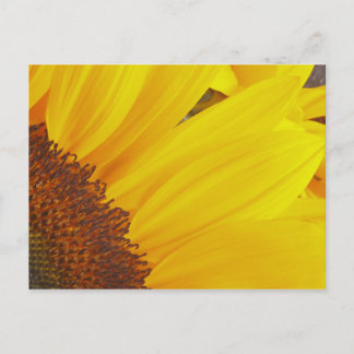 Zonnebloem Briefkaart