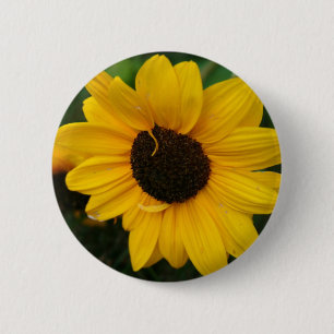 Zonnebloem Button