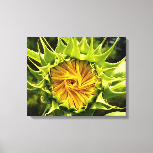 Zonnebloem Canvas Afdruk (Voorkant)