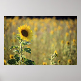 Zonnebloem Dag Poster