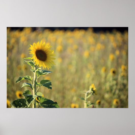 Zonnebloem Dag Poster (Voorkant)