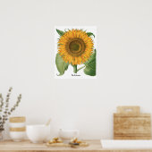  zonnebloem door Basilius Besler Poster (Keuken)
