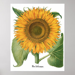 Zonnebloem door Basilius Besler Poster