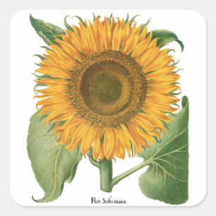 Zonnebloem door Basilius Besler Vierkante Sticker