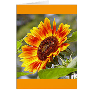 Zonnebloem en bijen
