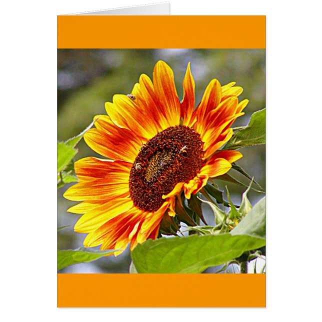 Zonnebloem en bijen (Voorkant)