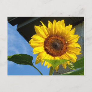 Zonnebloem en bijen briefkaart
