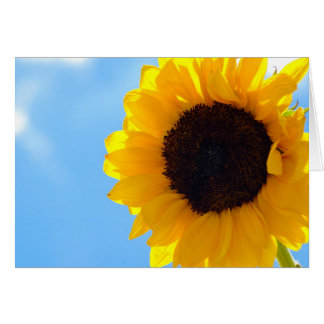 Zonnebloem en hemel