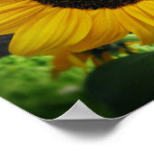 Zonnebloem en Poster van bijen (Hoek)