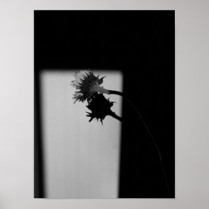Zonnebloem en Schaduw - Zwarte en Witte Foto Poster