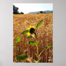 Zonnebloem en Tarwe
