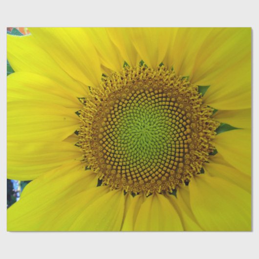 Zonnebloem en zaaigoed, spiraal, goudverhouding cadeaupapier (Vlak)