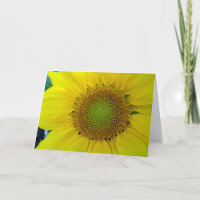 Zonnebloem en Zaden, Spiraal, Gulden Snede