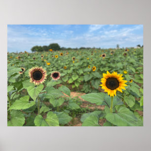 Zonnebloem Field Natuur Foto Poster