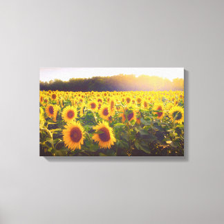 Zonnebloem foto canvas afdruk