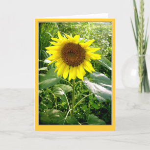 Zonnebloem foto wenskaart kaart