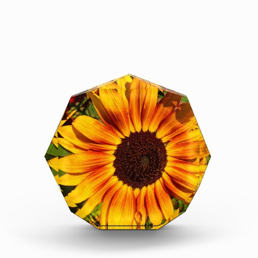 Zonnebloem Fotoblokken (Voorkant)