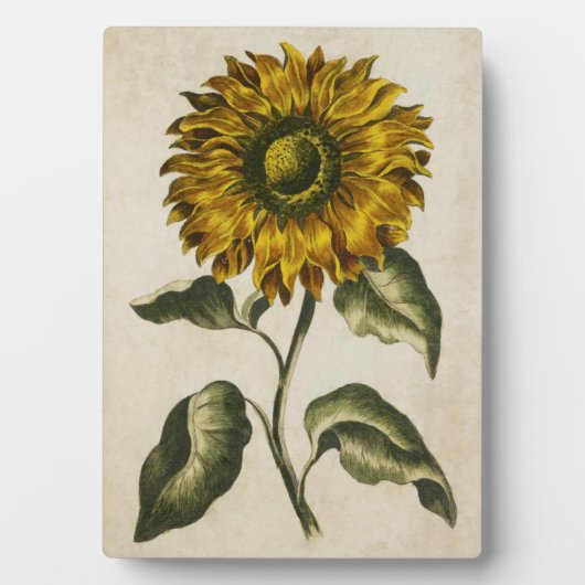 zonnebloem fotoplaat (voorkant)