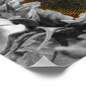 Zonnebloem Gedeeltelijke kleurventilator Poster (Hoek)