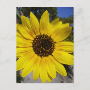 Zonnebloem geel briefkaart