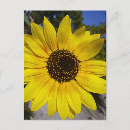 Zonnebloem geel briefkaart (Voorkant)