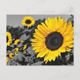 Zonnebloem: Gele plons van kleur Briefkaart
