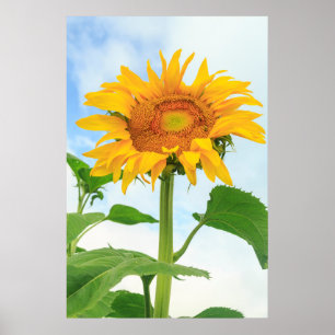 Zonnebloem, gemeenschapstuin, Moses Lake, WA, Vere Poster