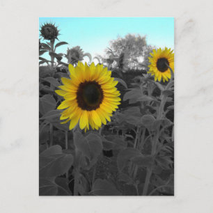 Zonnebloem, gerecolleerd briefkaart