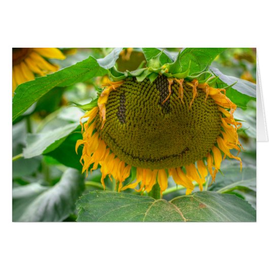 Zonnebloem glimlachen (Voorkant Horizontaal)