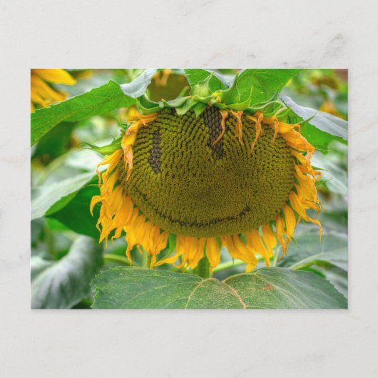 Zonnebloem glimlachen briefkaart (Voorkant)