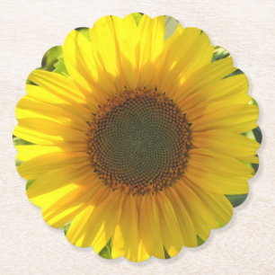 Zonnebloem Gloed Kartonnen Onderzetters