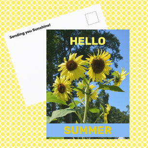 Zonnebloem Hallo Zomer Fotografische Bloem Briefkaart