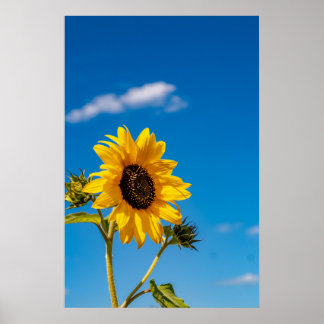 Zonnebloem in Bloei Poster