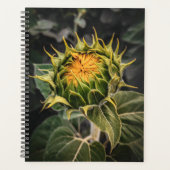 Zonnebloem in Bloom Planner (Voorkant)