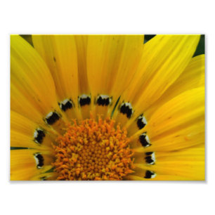 Zonnebloem in de nabijheid foto afdruk