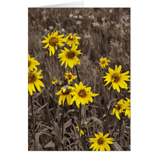 Zonnebloem in de Rocky Mountain (Voorkant)