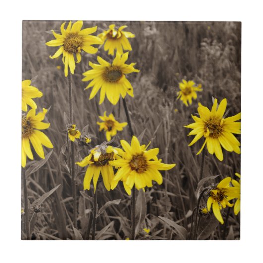 Zonnebloem in de Rocky Mountain Tegeltje (Voorkant)