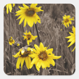 Zonnebloem in de Rocky Mountain Vierkante Sticker