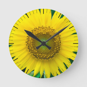 Zonnebloem in de zomer ronde klok