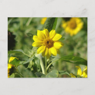 Zonnebloem in Field DIY Briefkaart