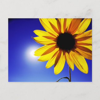 Zonnebloem in het Briefkaart van de zon