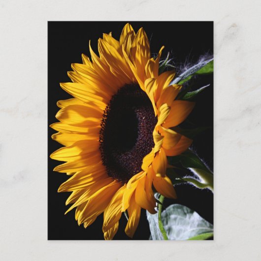 Zonnebloem in studio 1 briefkaart (Voorkant)