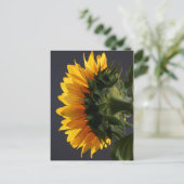 Zonnebloem in studio 2 briefkaart (Staand voorkant)