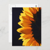 Zonnebloem in studio 4 briefkaart (Voorkant / Achterkant)