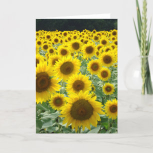 Zonnebloem Kaart