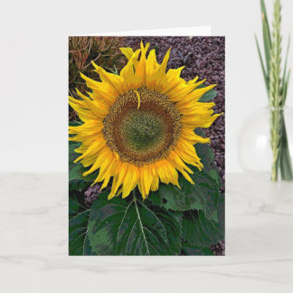 Zonnebloem Kaart