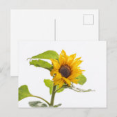 Zonnebloem Kissend the Sky Briefkaart (Voorkant / Achterkant)
