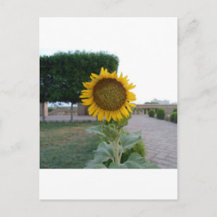 Zonnebloem Kunst Afdrukken Briefkaart