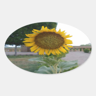 Zonnebloem Kunst Afdrukken Ovale Sticker